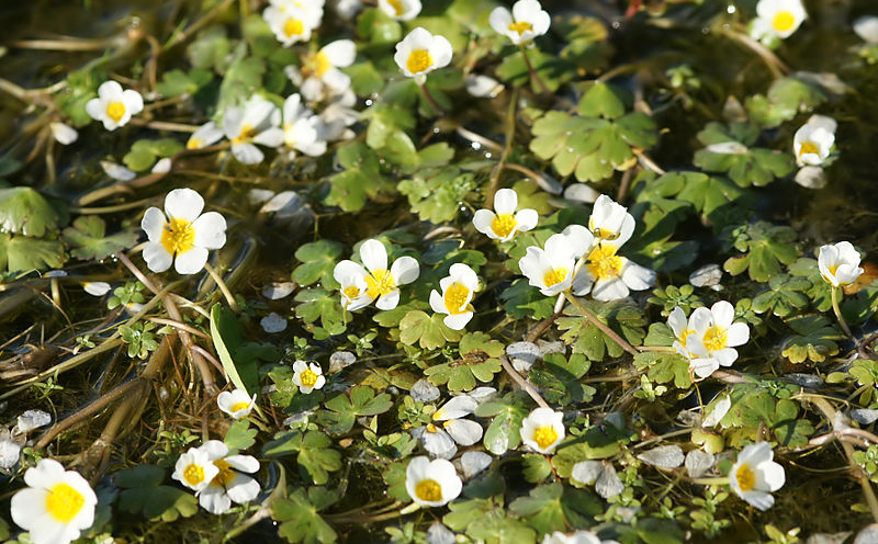 20130403184238-ranunculus800