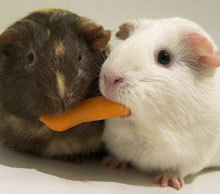 20121031133423-guinet