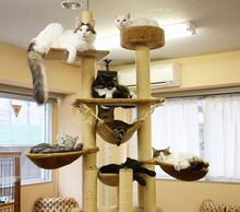20130415173126-cat-cafe-chat-japon-tokyo-3